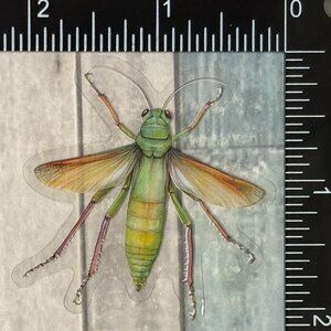 🌀10/$10🌀 Translucent Moth Dragonfly Beetle Reusable Waterproof Sticker Decal